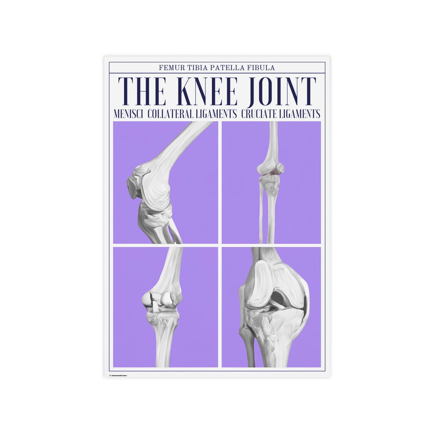 The Knee Joint Poster