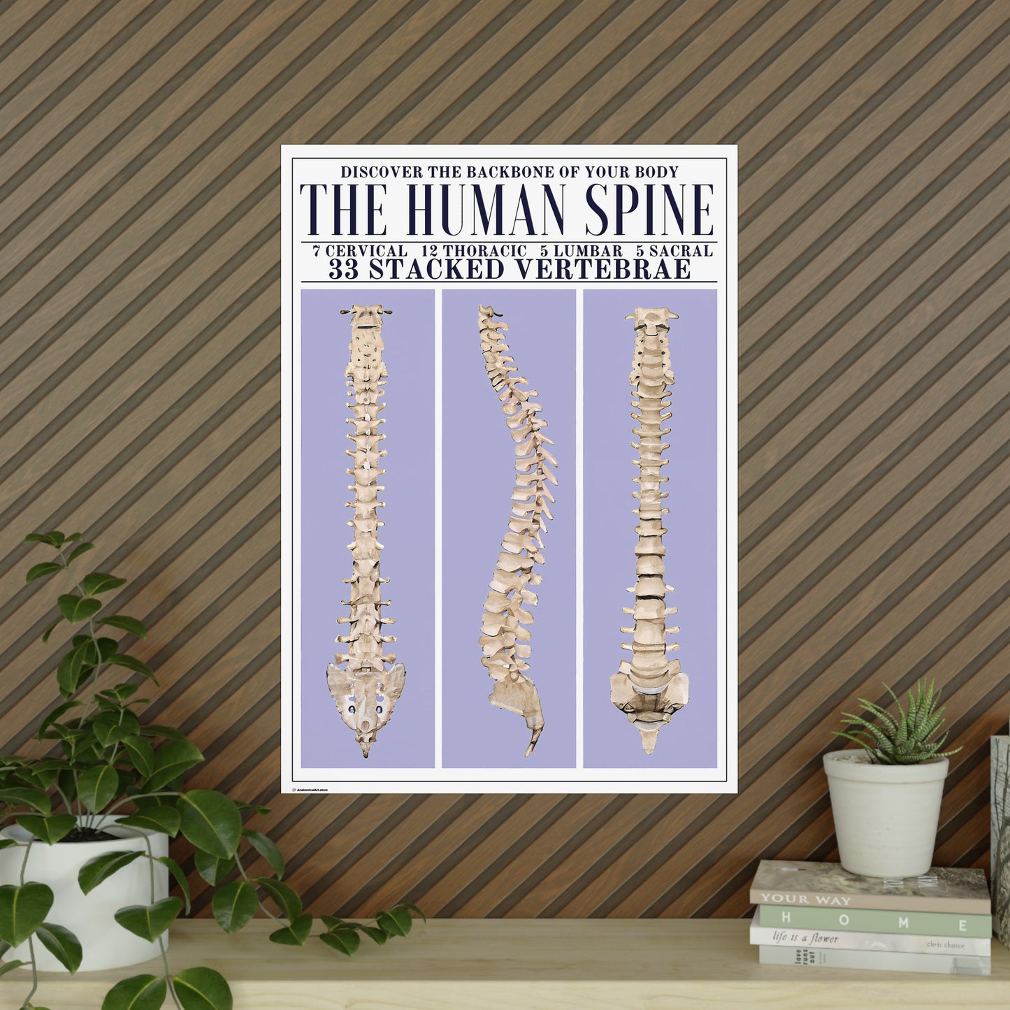 The Human Spine Poster