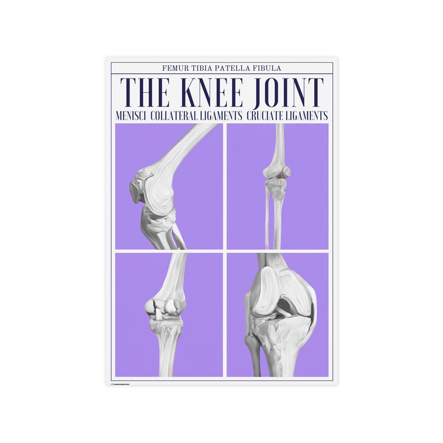 The Knee Joint Poster