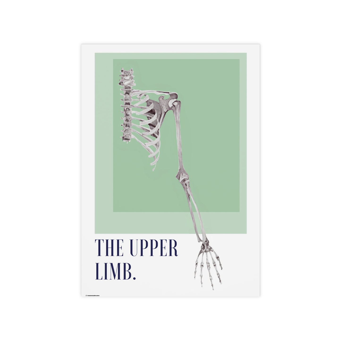 The Upper Limb Poster