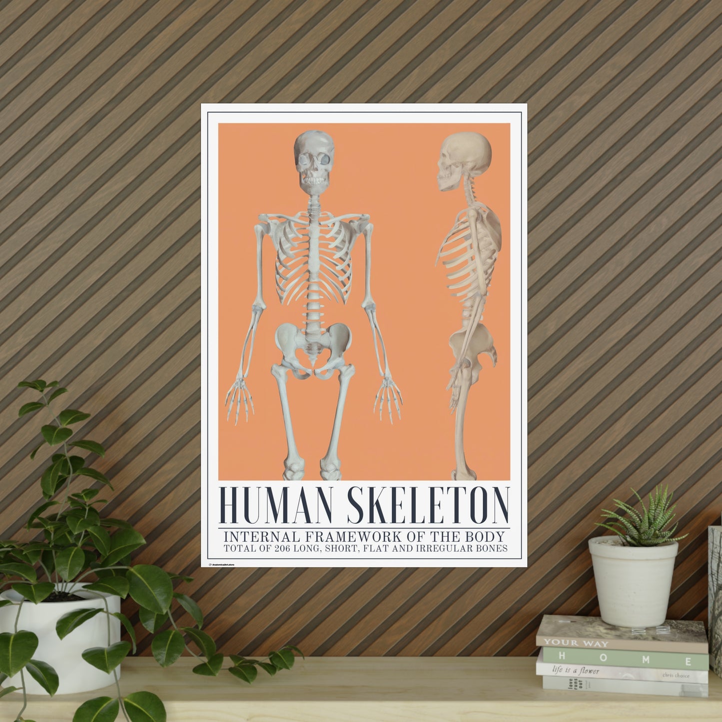 The Human Skeleton Poster