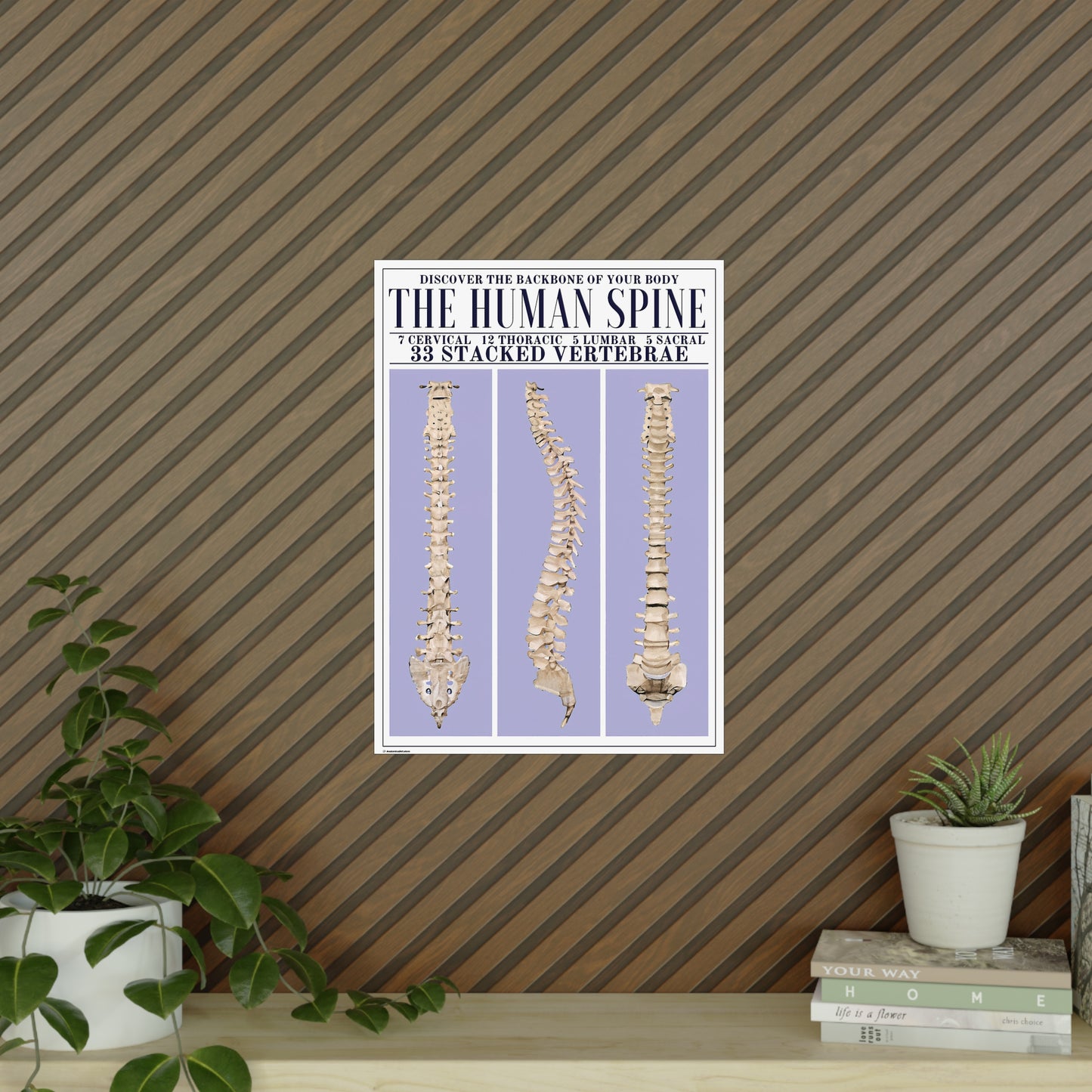 The Human Spine Poster