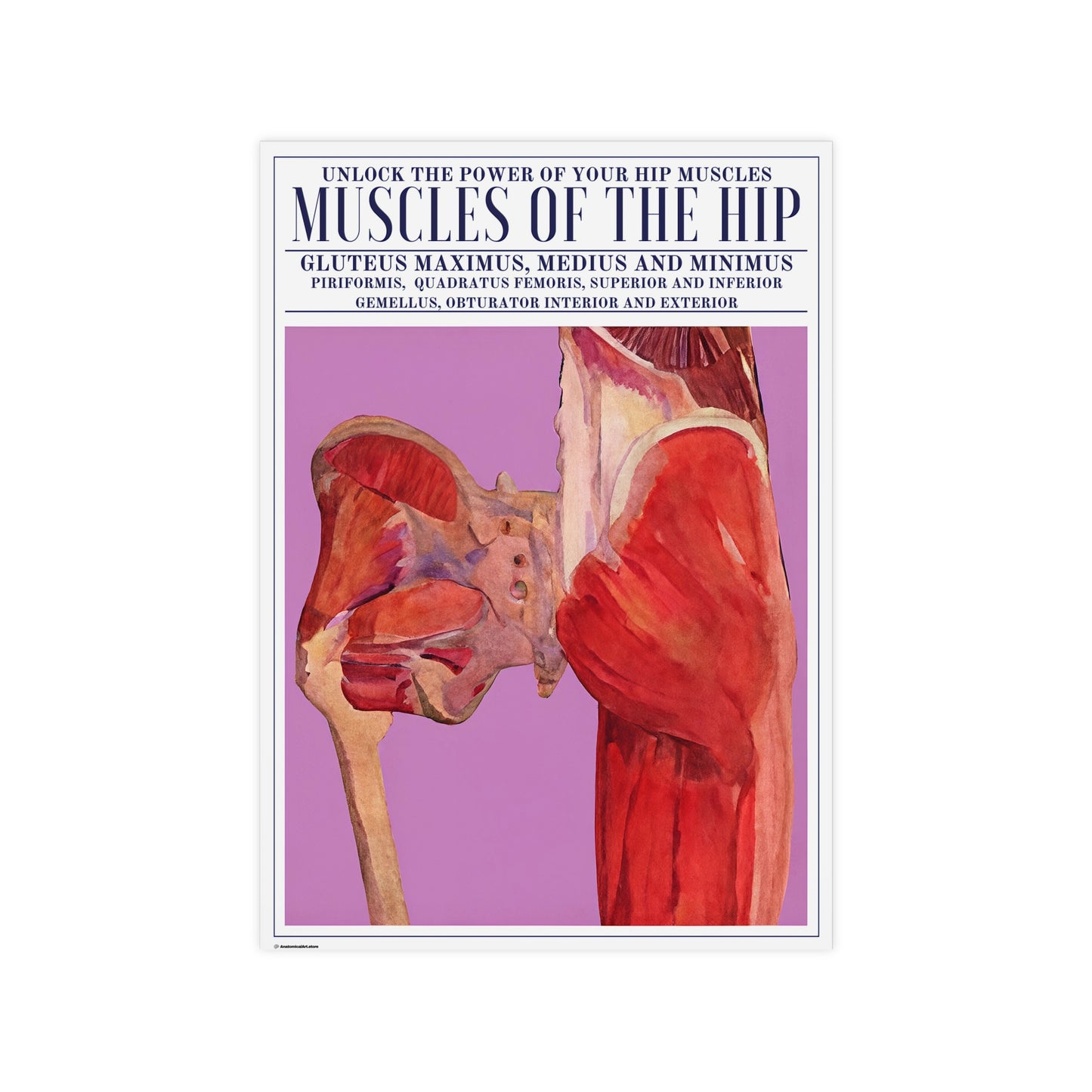 The Hip Muscles Poster