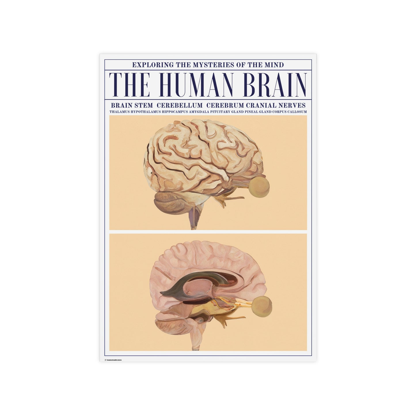 The Human Brain Poster