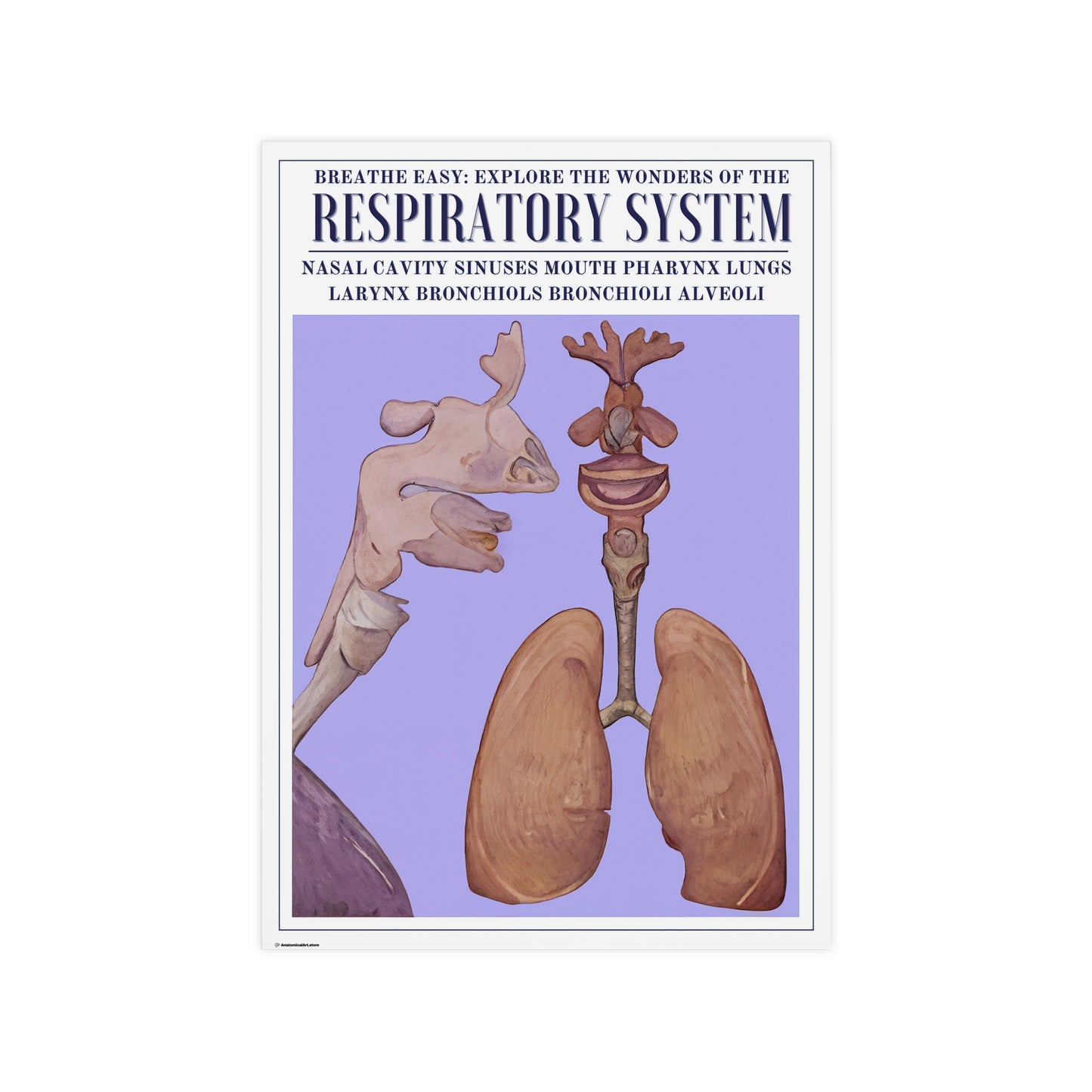 The Respiratory System Poster