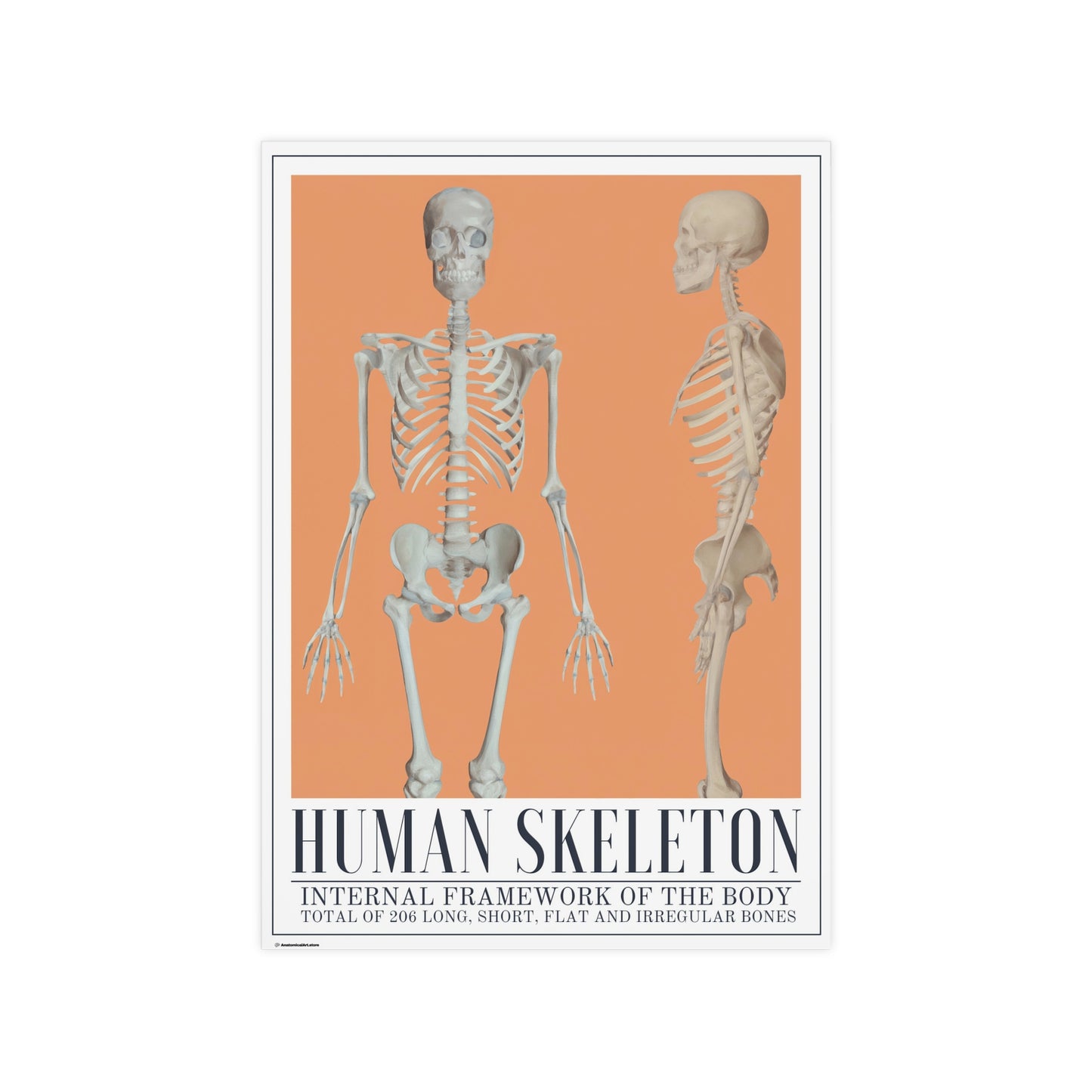 The Human Skeleton Poster