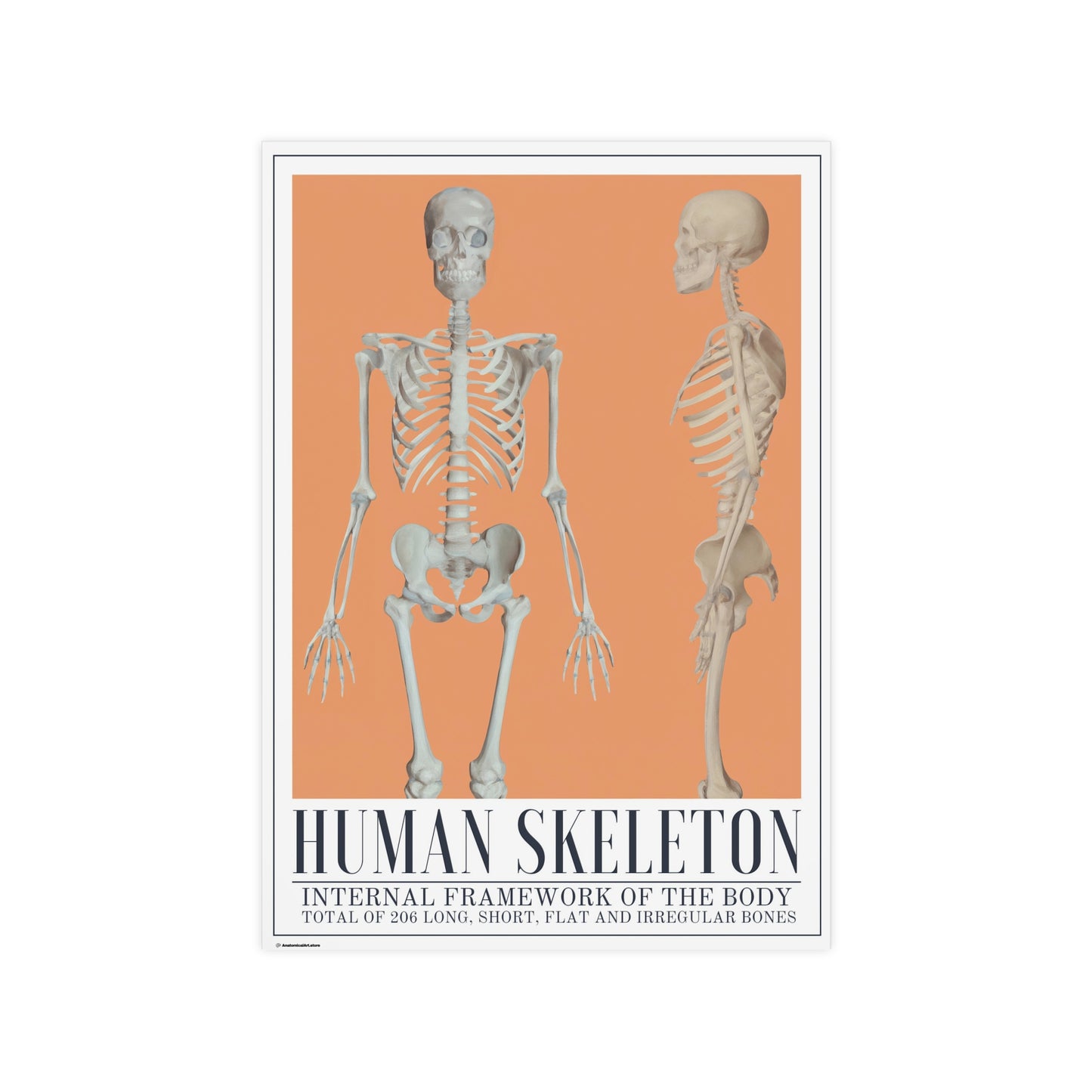 The Human Skeleton Poster