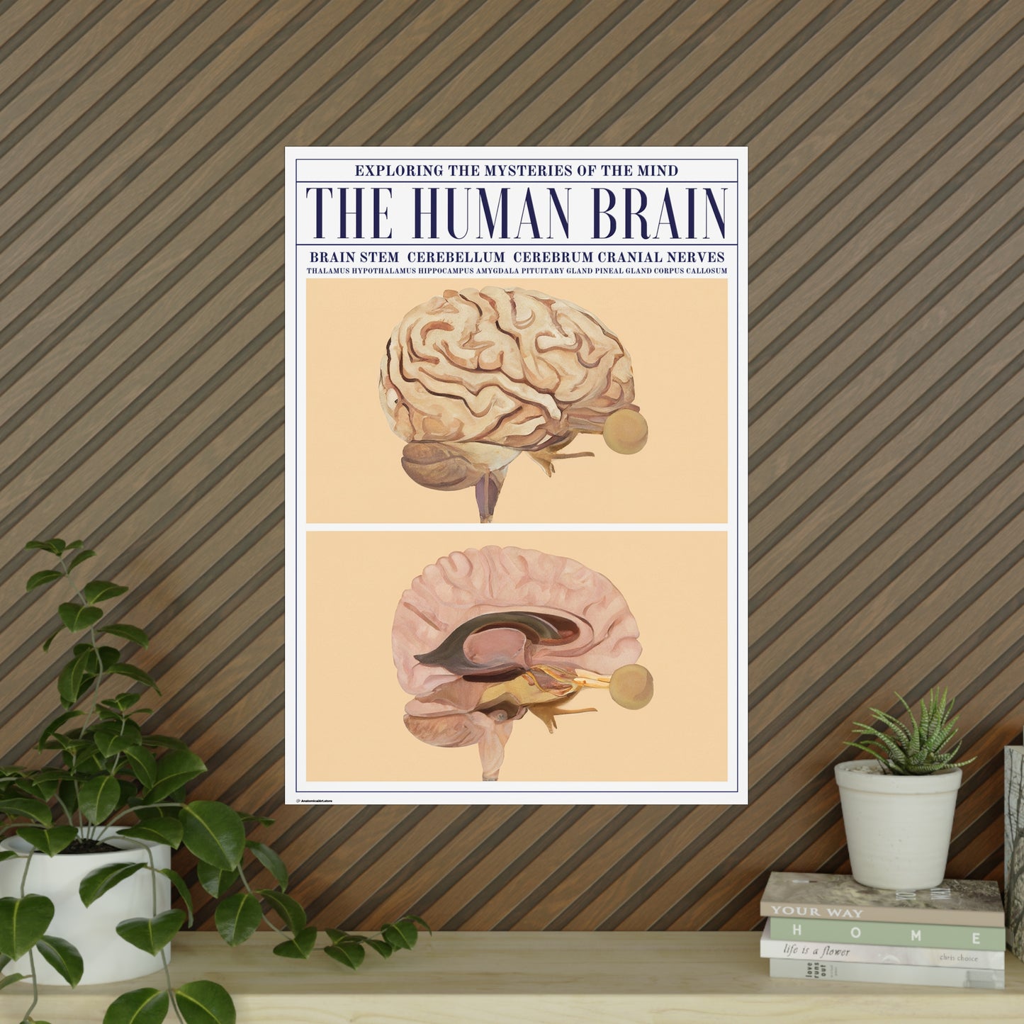 The Human Brain Poster