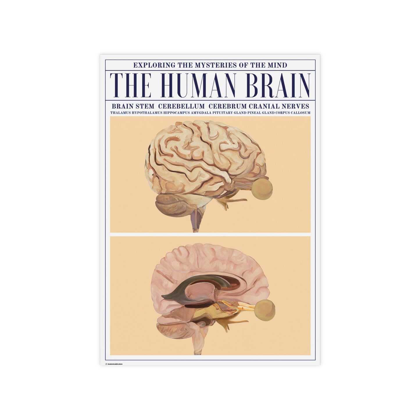 The Human Brain Poster