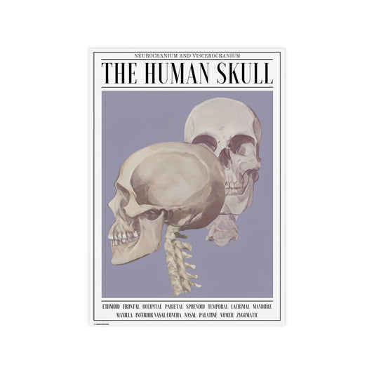 The Human Skull Poster