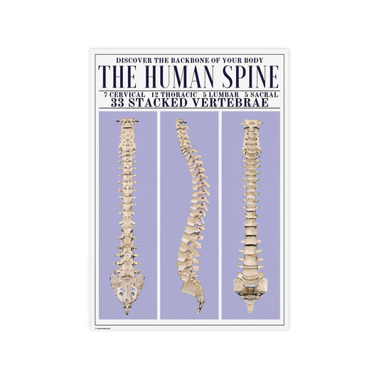 The Human Spine Poster