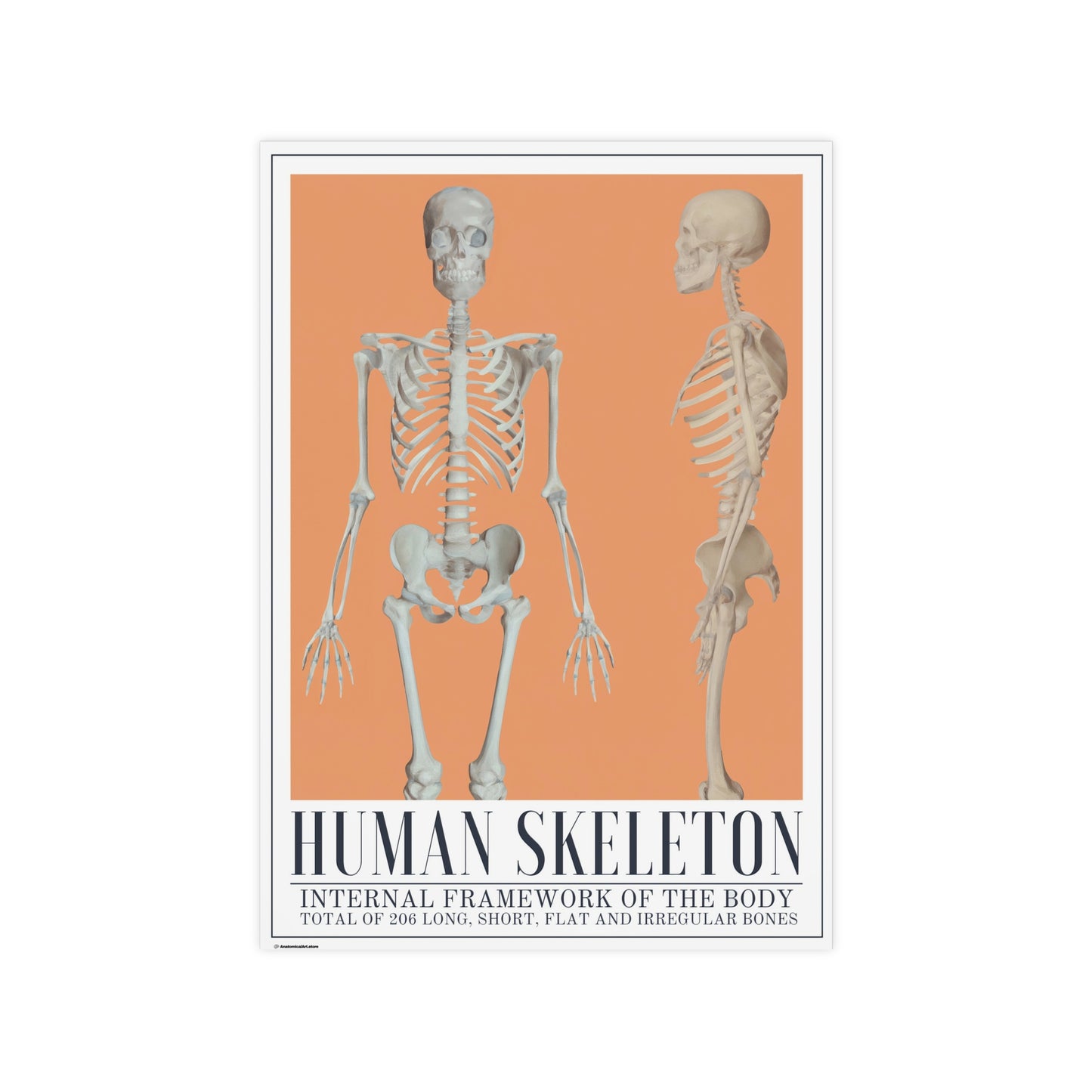 The Human Skeleton Poster