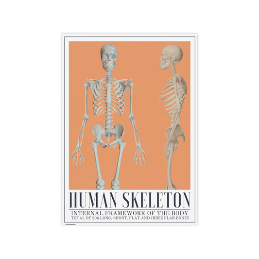 The Human Skeleton Poster