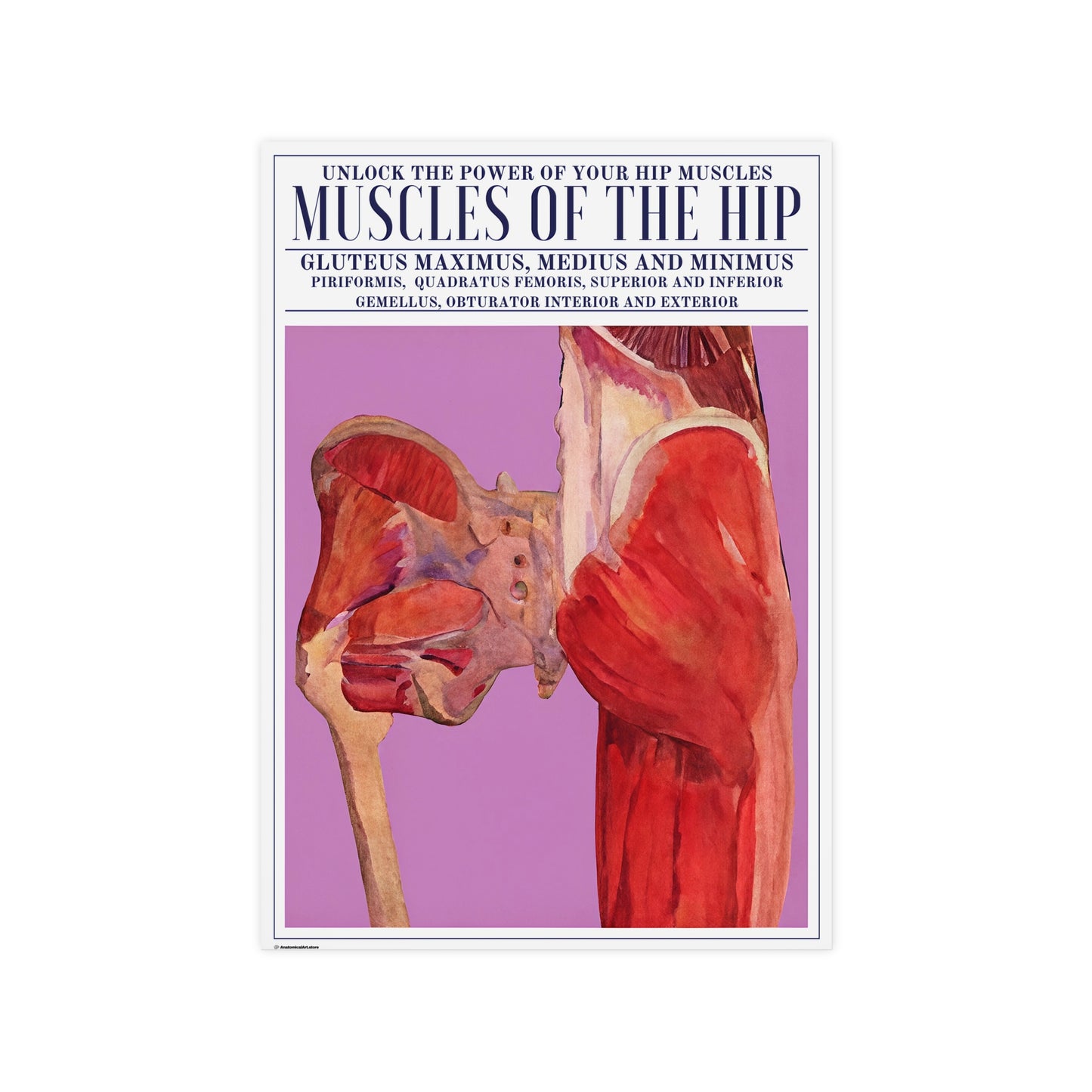 The Hip Muscles Poster