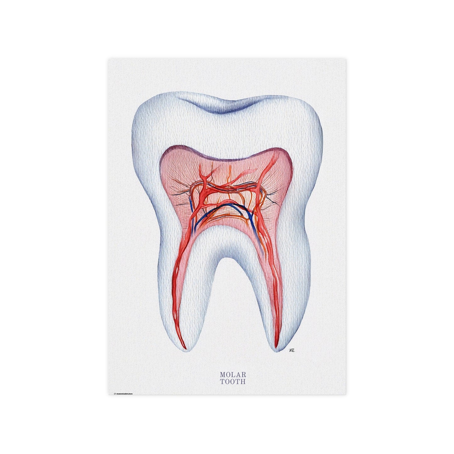 Vintage Molar Tooth Poster