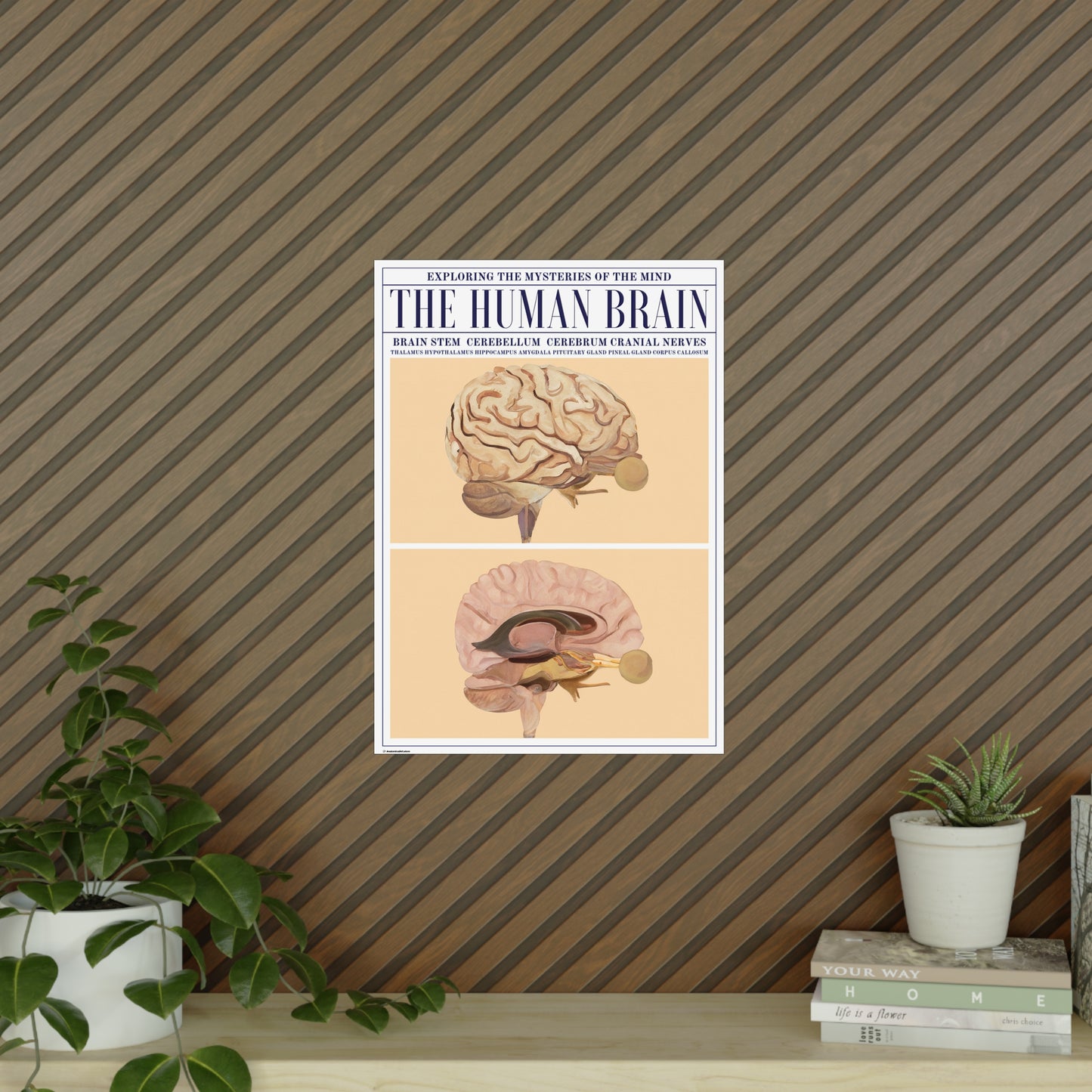 The Human Brain Poster