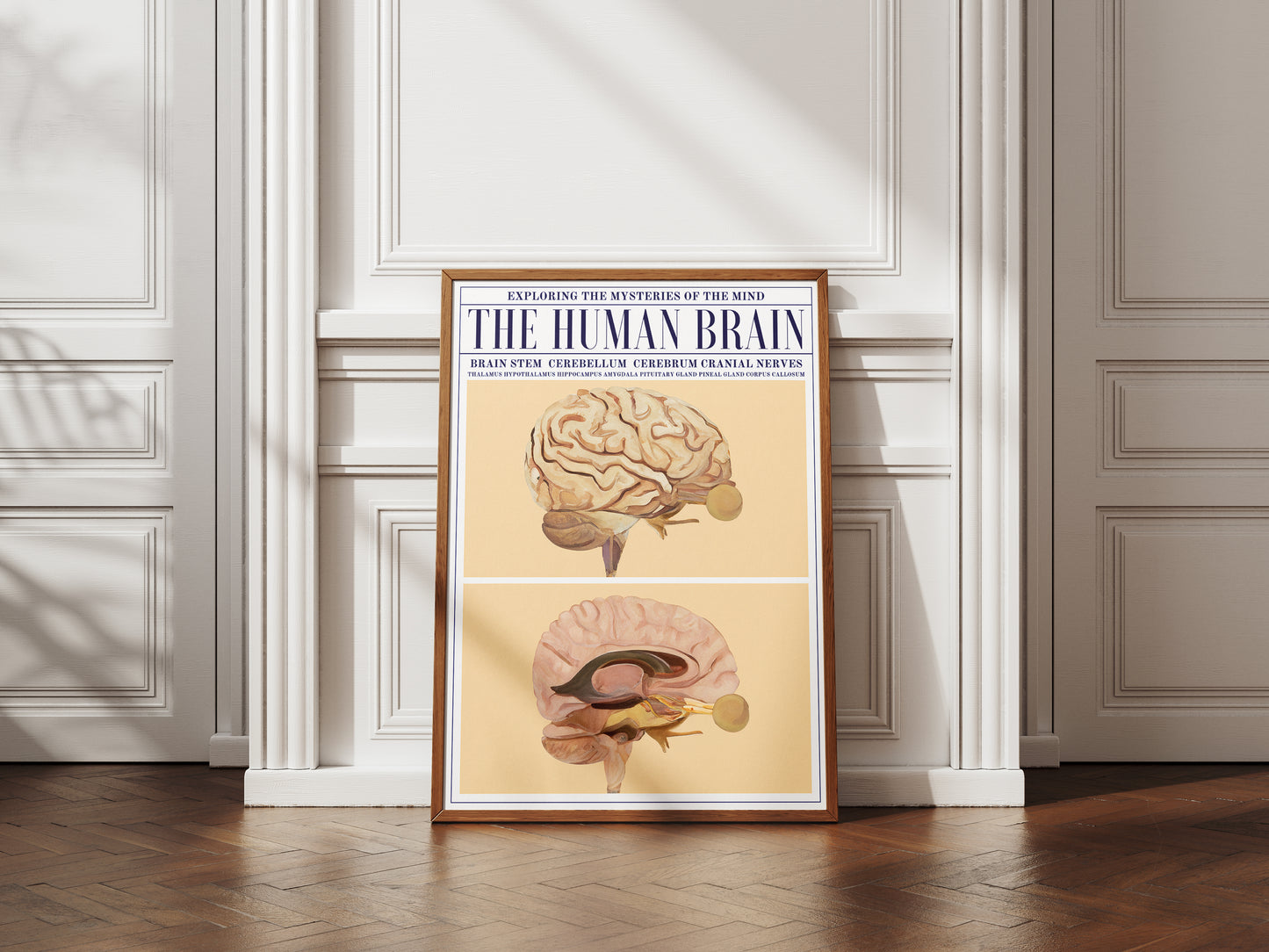 The Human Brain Poster