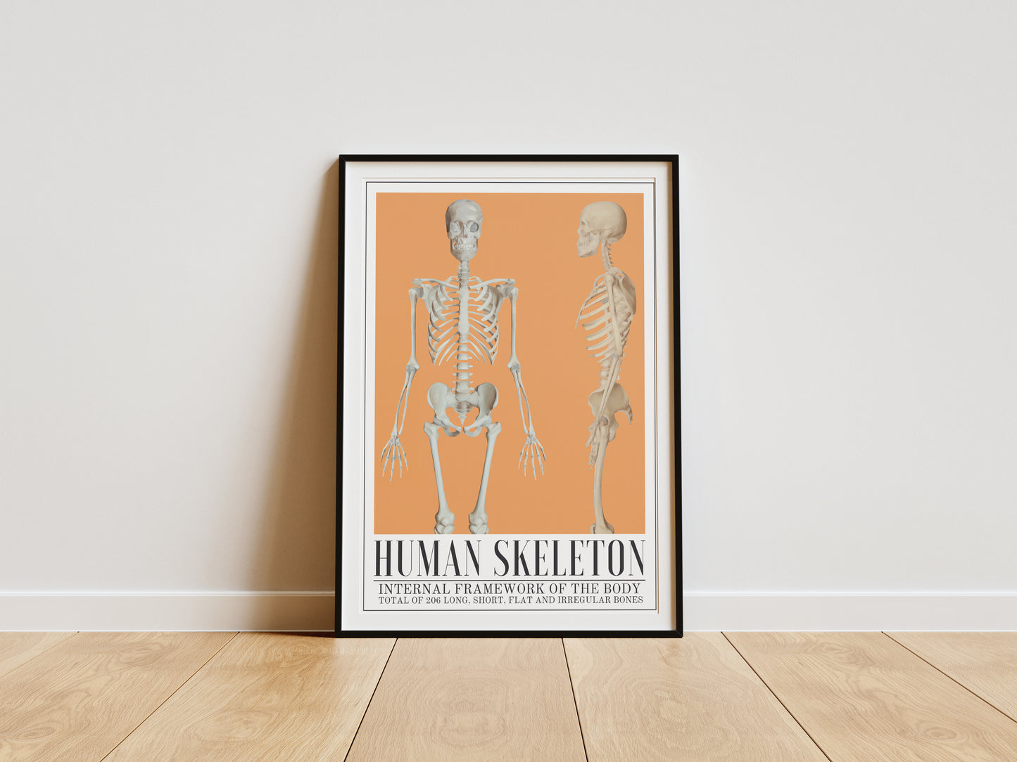 The Human Skeleton Poster