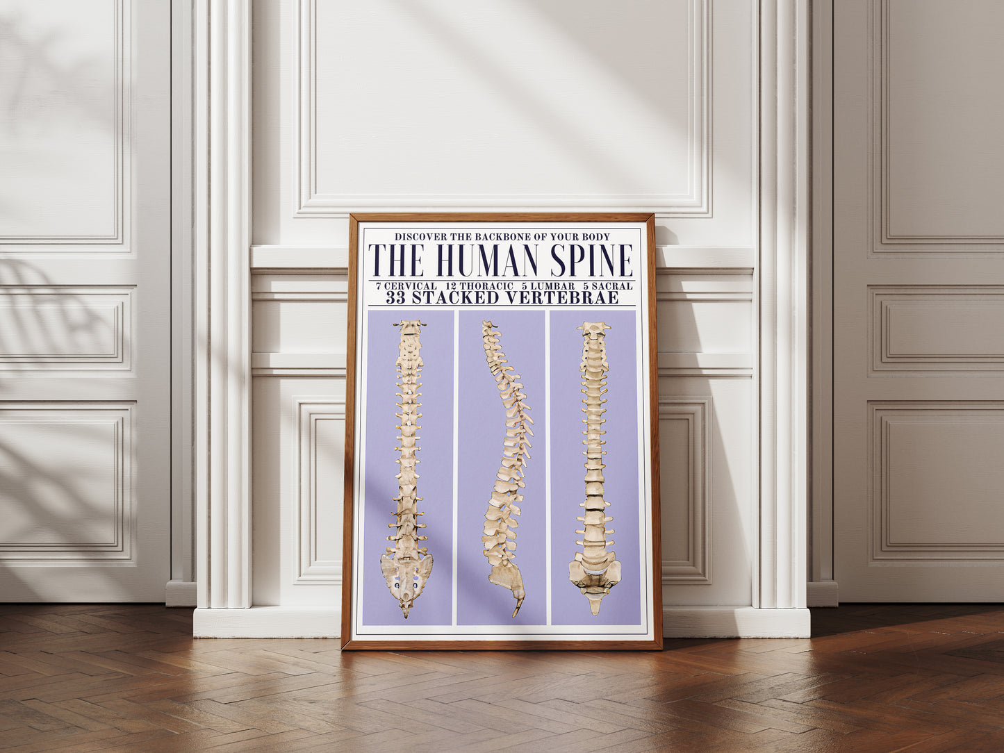 The Human Spine Poster