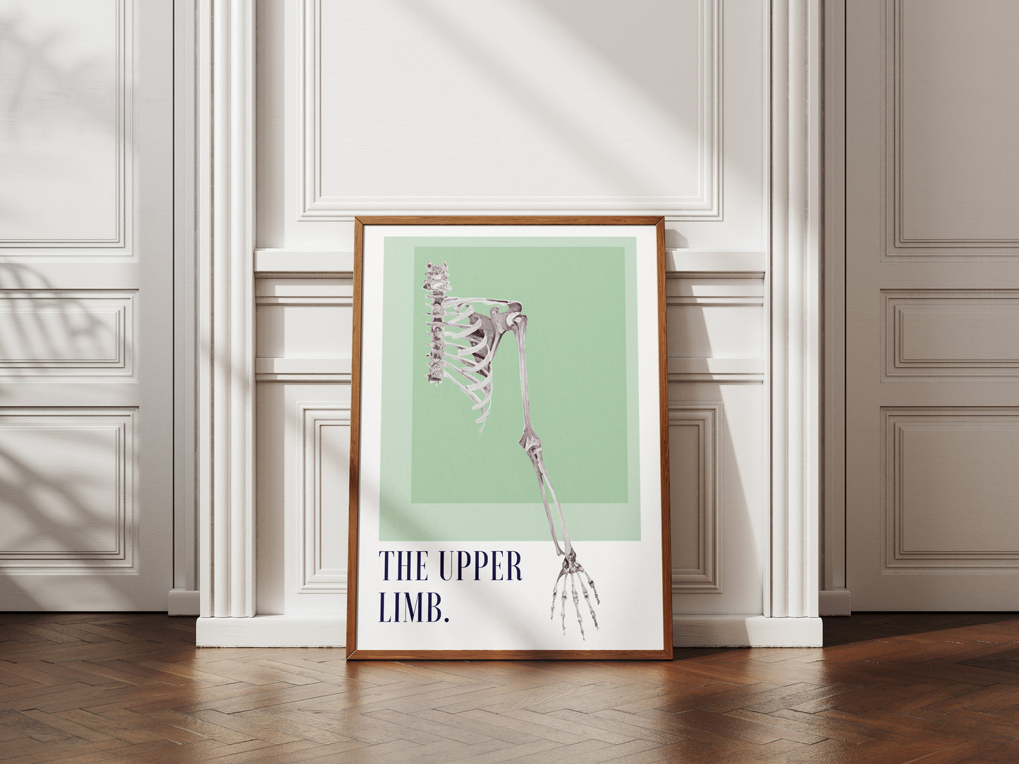 The Upper Limb Poster